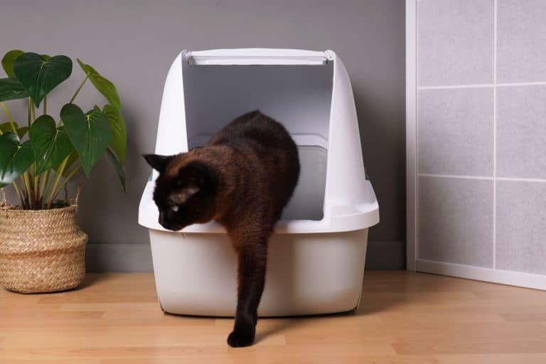 Where To Put the Litter Box In a Small Apartment? 7 Placement Ideas