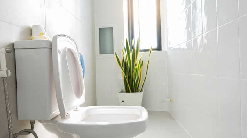 Classic white bathroom interior with plant